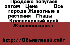 Продажа попугаев оптом › Цена ­ 500 - Все города Животные и растения » Птицы   . Красноярский край,Железногорск г.